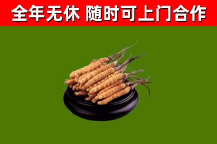 颍东回收冬虫夏草