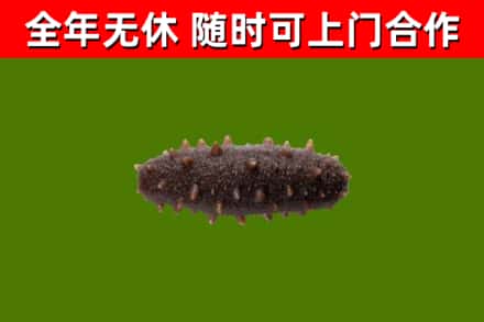 颍东回收海参干
